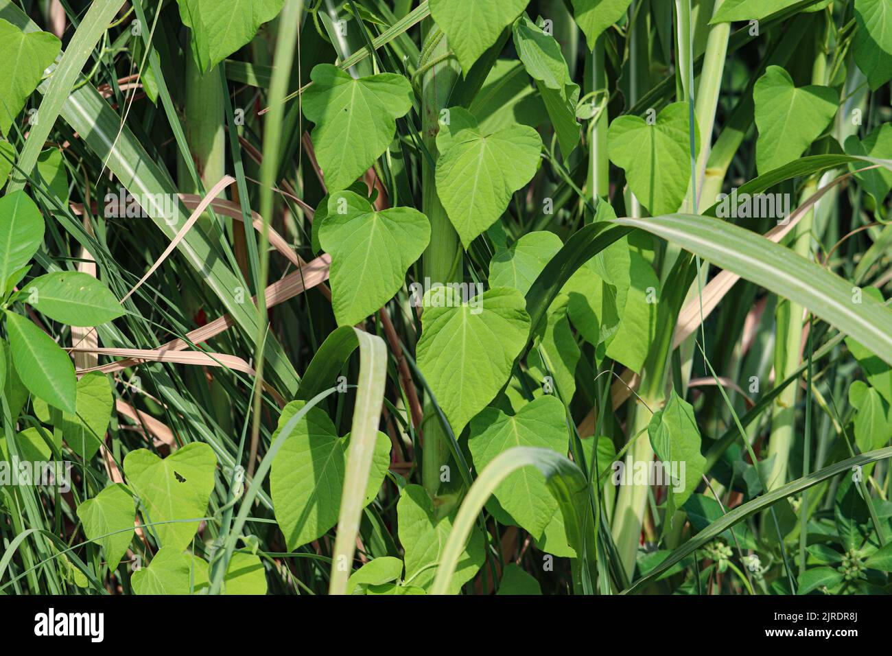 Herbe verte sur les plantes de canne à sucre dans les fermes de la rive ouest du Nil à Louxor, Egypte Banque D'Images