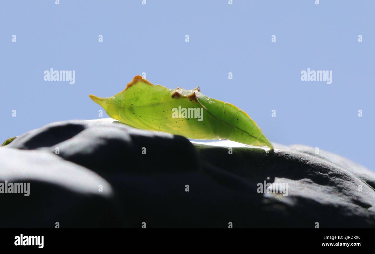 Petit papillon blanc Chrysalis - avec nervures visibles des ailes à l'intérieur Banque D'Images