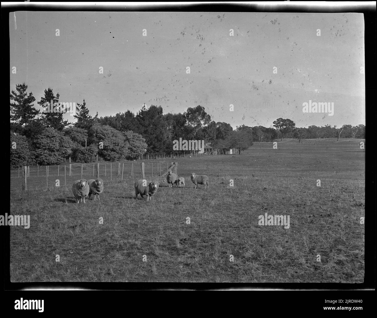 Moutons dans un champ, 1922, Australie, fabricant inconnu. Banque D'Images Moutons dans un champ, 1922, Australie, fabricant inconnu. Banque D'Images