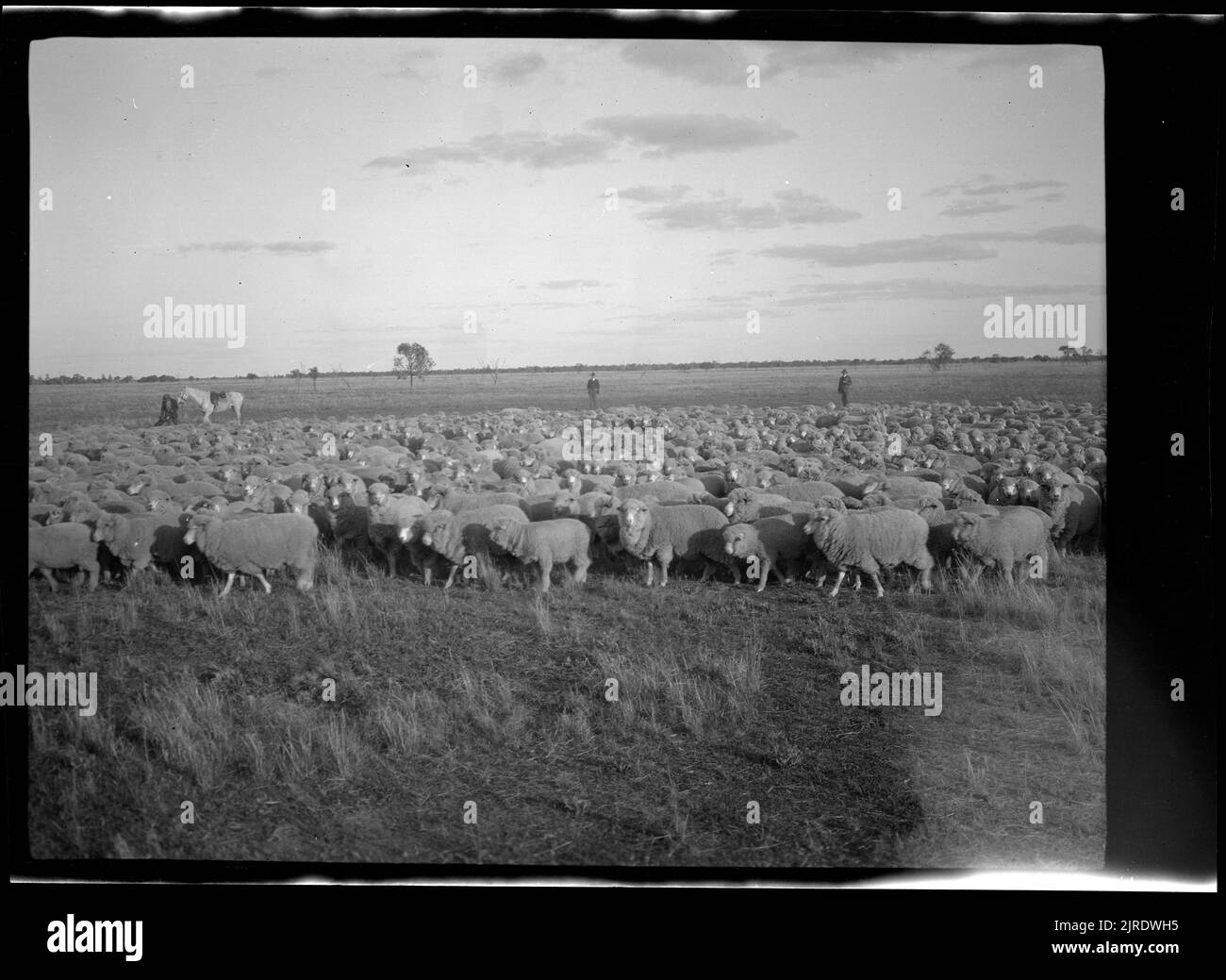 Troupeau de moutons, 1922, Australie, fabricant inconnu. Banque D'Images Troupeau de moutons, 1922, Australie, fabricant inconnu. Banque D'Images