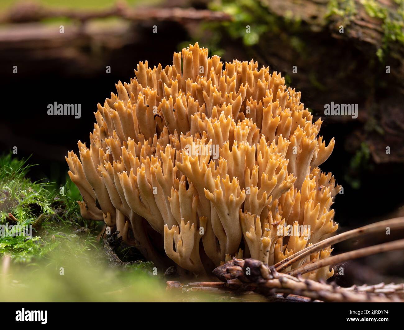 Un gros plan de champignons de Ramaria flava croissant dans une forêt Banque D'Images