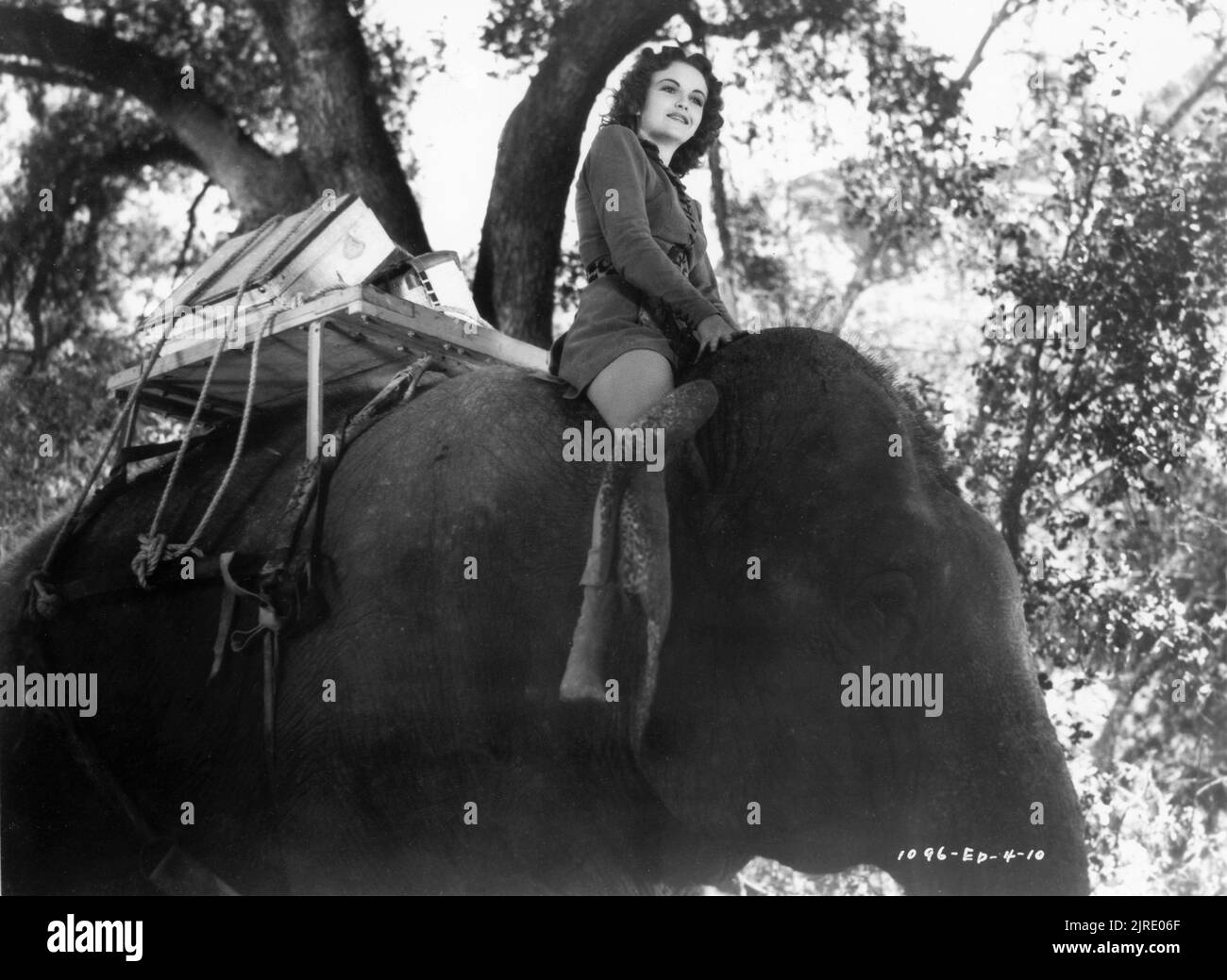 FRANCES GIFFORD comme Nyoka équitation Eléphant dans l'épisode 4 du chapitre 15 série JUNGLE FILLE 1941 réalisateurs JOHN ENGLISH et WILLIAM WITNEY basé vaguement sur le roman d'Edgar Rice Burroughs ensemble décoration Morris Braun associé producteur Hiram S. Brown Jr. République photos Banque D'Images