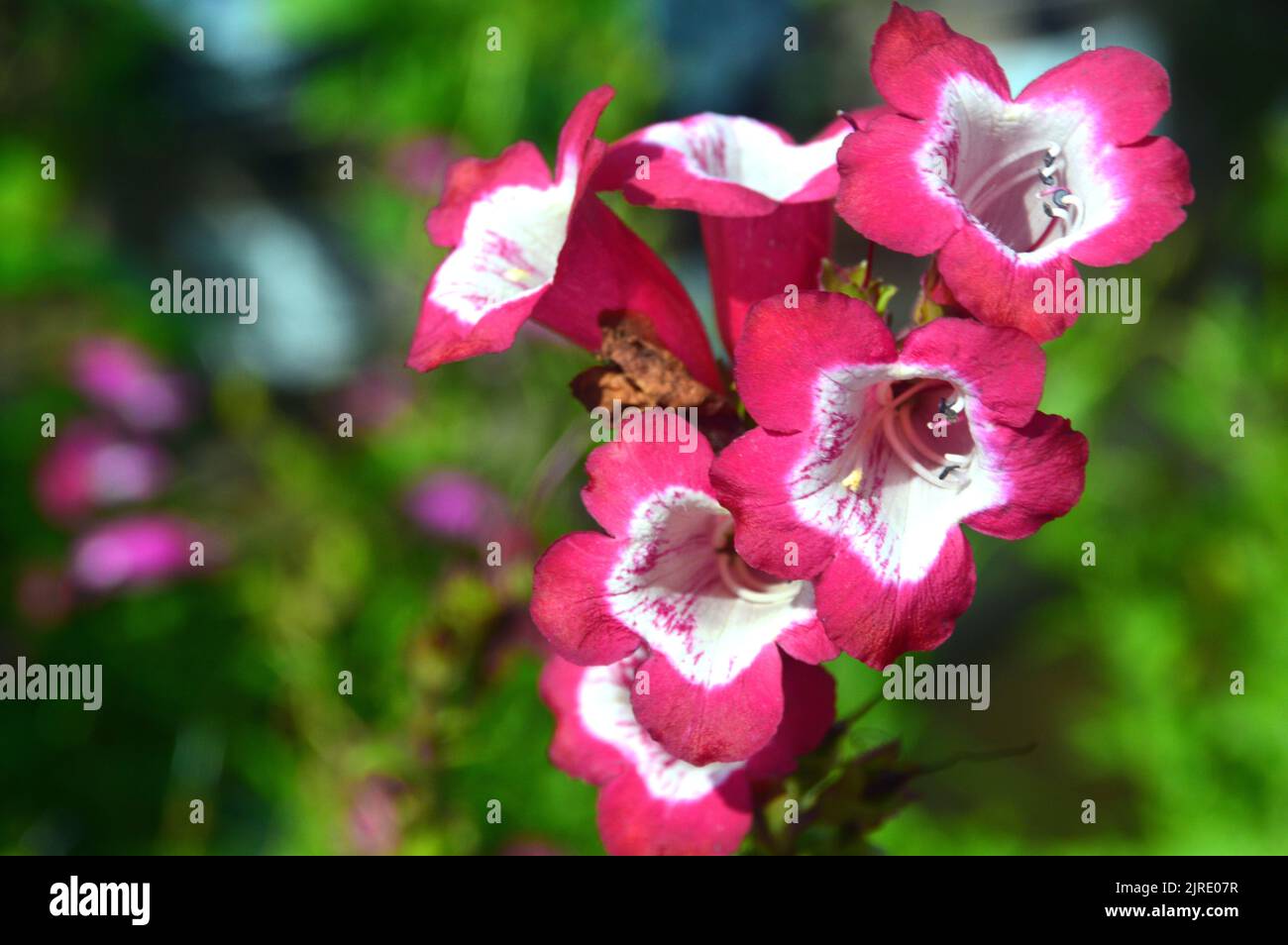 Rose/blanc Penstemon Phoenix Magenta (BeardTongue) fleurs cultivées à RHS Garden Harlow Carr, Harrogate, Yorkshire, Royaume-Uni. Banque D'Images