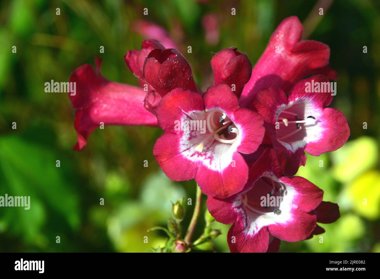 Rose/blanc Penstemon Phoenix Magenta (BeardTongue) fleurs cultivées à RHS Garden Harlow Carr, Harrogate, Yorkshire, Royaume-Uni. Banque D'Images