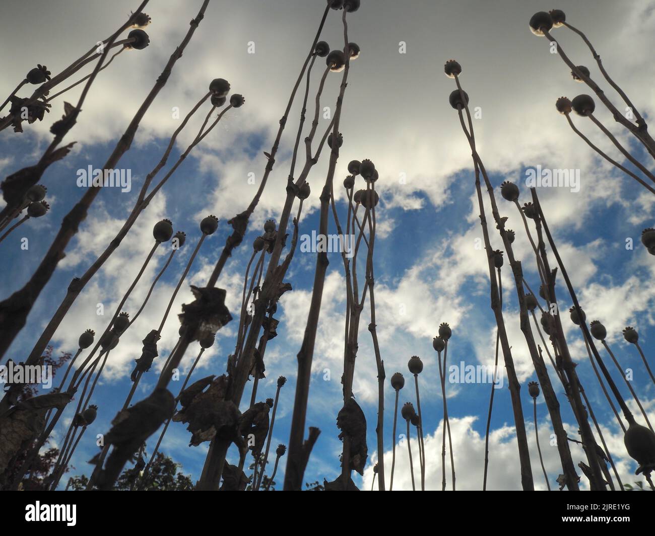 Vue panoramique sur les têtes de graines et les tiges de pavot oriental (papaver orientale) épépinées dans un jardin refané qui s'approche d'un ciel bleu légèrement nuageux. Banque D'Images