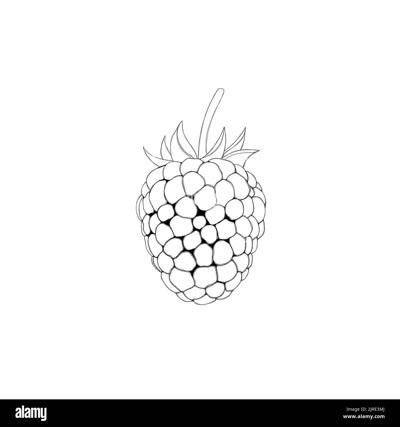 framboise douce - modèle pour la coloration des enfants, tâche pour les enfants de colorier l'image Banque D'Images