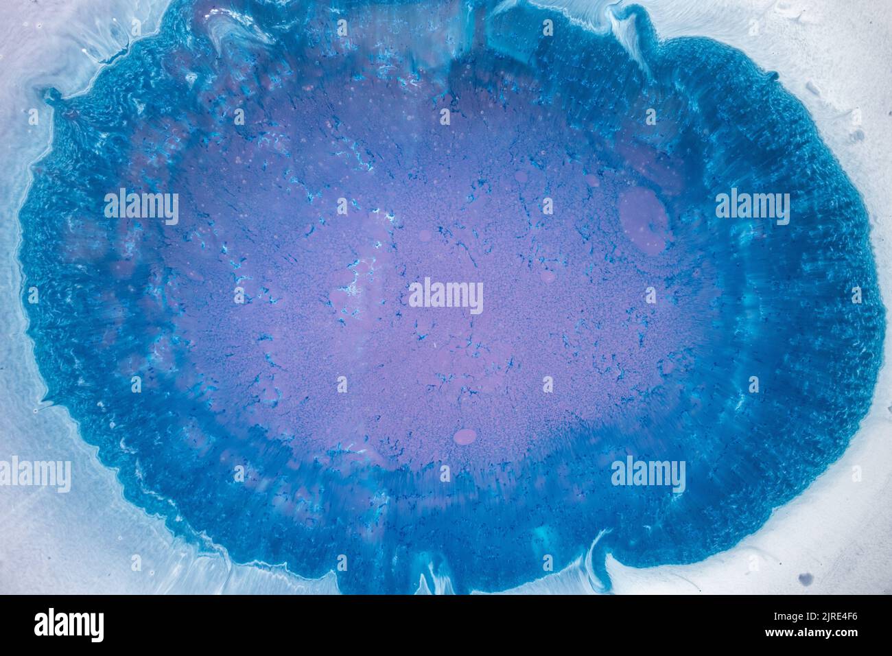 Petri art - une technique moderne dans la peinture, est créé en ajoutant de l'encre alcoolique à l'époxy. La photo macro peut être utilisée comme arrière-plan tendance pour les fonds d'écran Banque D'Images