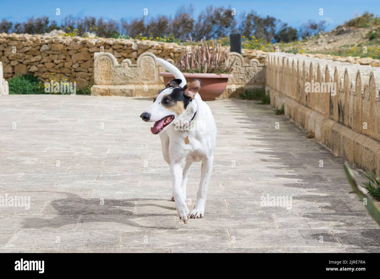 Un chien de race en terrier de renard et en mélange de pointeur, avec des yeux noisettes marchant sur une chaussée de pierre dans la campagne maltaise lors d'une journée de printemps trouble. Banque D'Images