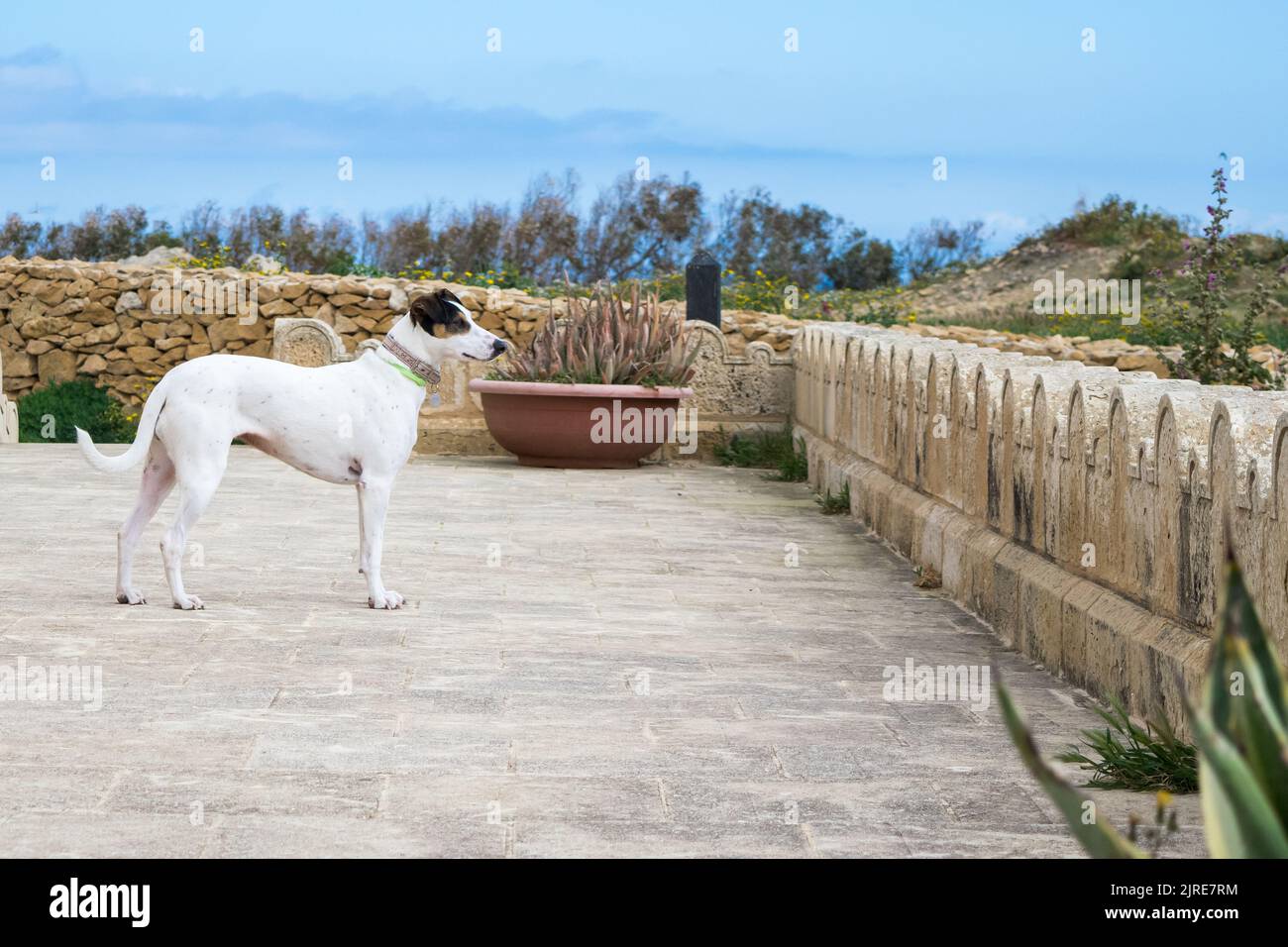 Un chien de race en terrier de renard et en mélange de pointeur, avec des yeux noisettes marchant sur une chaussée de pierre dans la campagne maltaise lors d'une journée de printemps trouble. Banque D'Images
