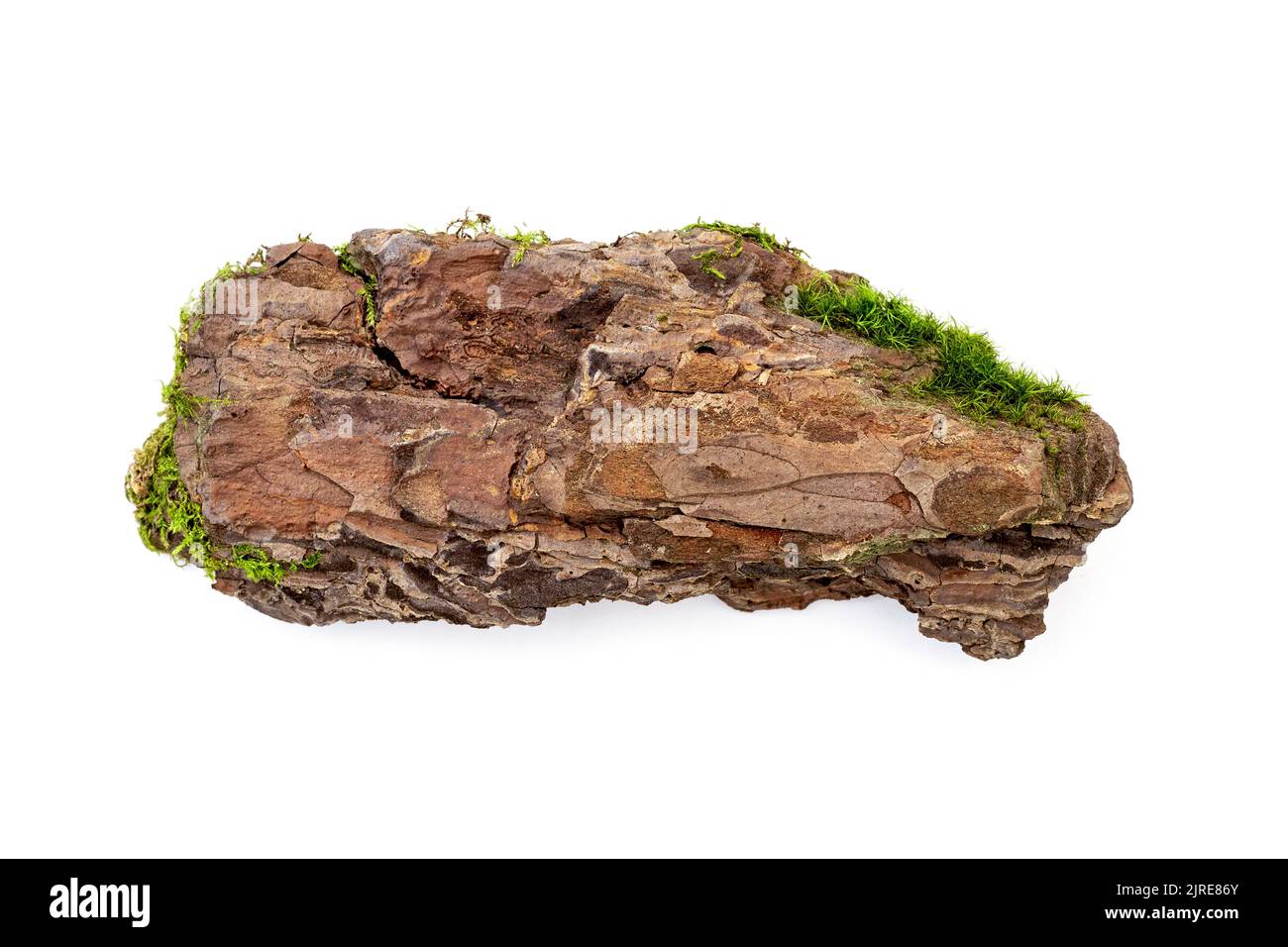 Pièce d'écorce de pin ancienne naturelle avec mousse isolée sur blanc Banque D'Images