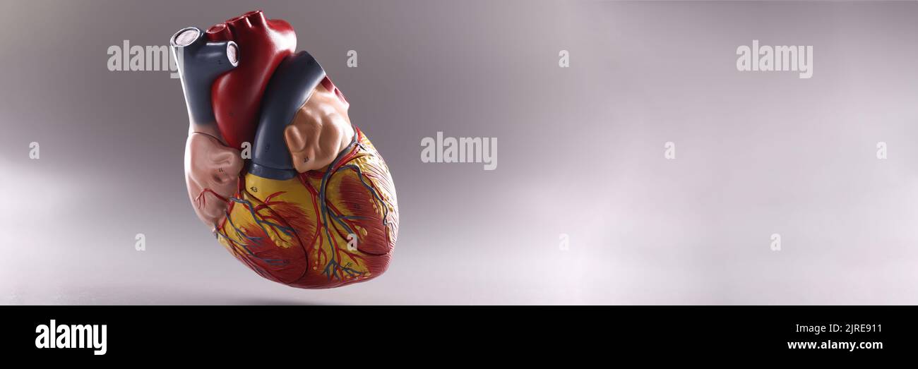 Coeur humain, modèle médical anatomique flottant dans l'air sur fond gris Banque D'Images