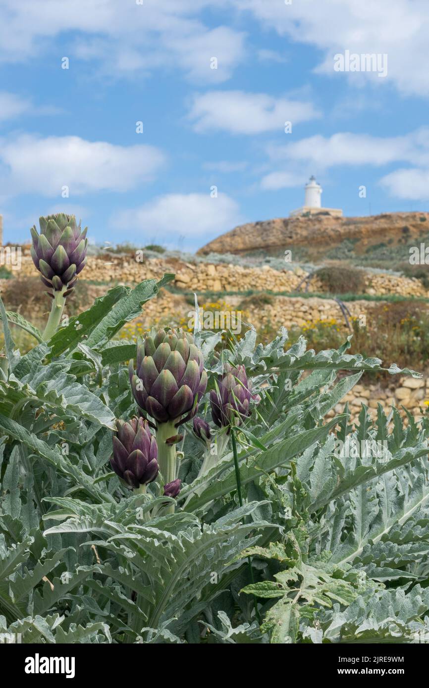Une plante de culture d'artichaut qui pousse dans un champ agricole près du village rural de Ghasri, Gozo, Malte lors d'une journée de printemps nuageux. Récoltes prêtes pour la récolte Banque D'Images