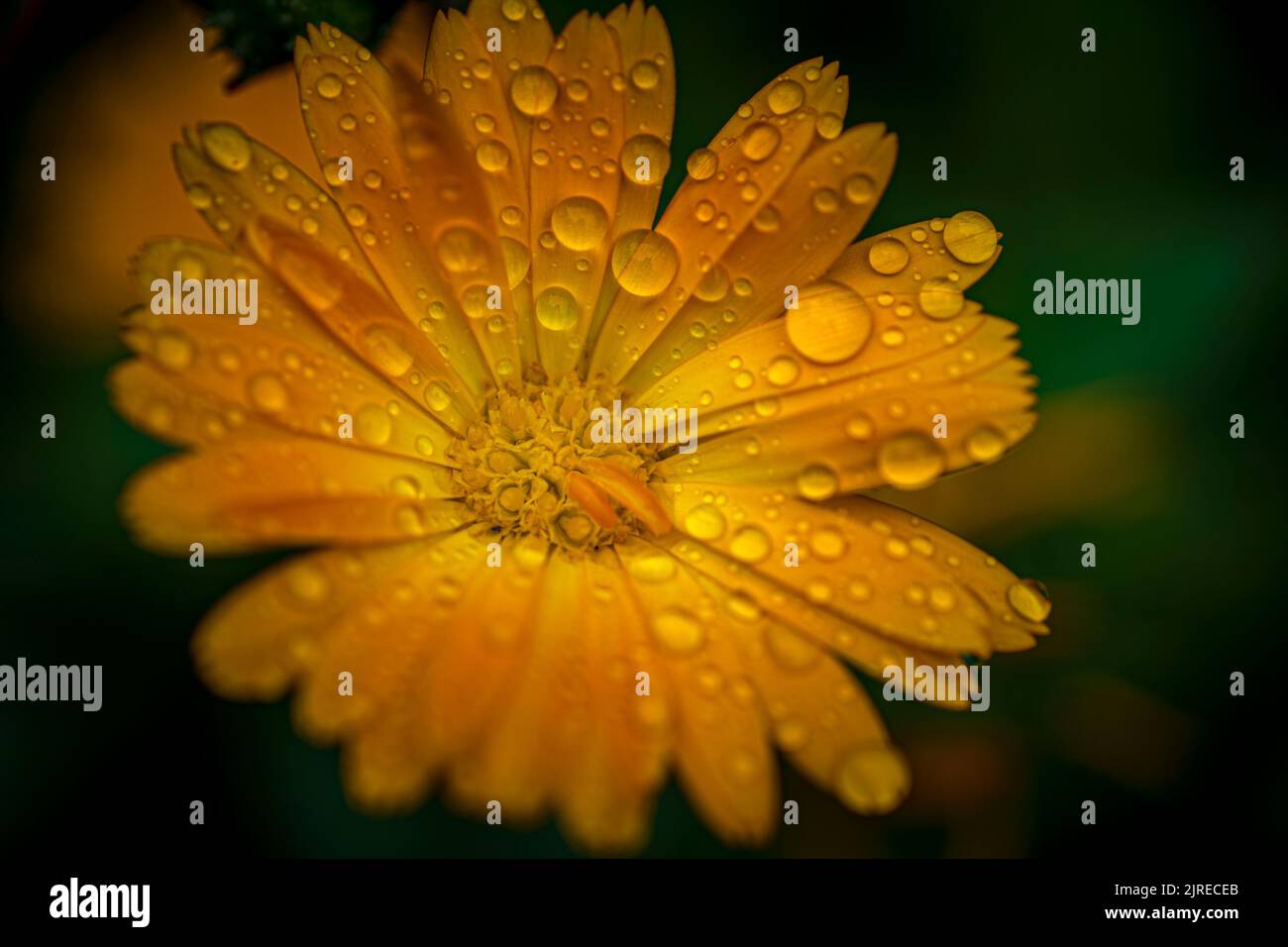 Gros plan de fleurs orange marigold avec gouttes de pluie et fond vert flou. Banque D'Images