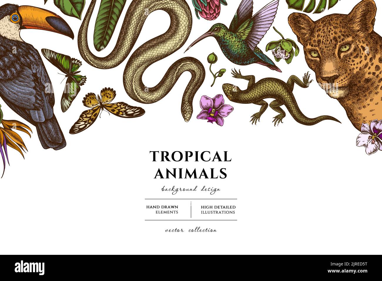 Illustrations dessinées à la main pour animaux tropicaux. Arrière-plan avec léopard rétro, serpent, lézard, colibri, toucan, rajah brooke, en afrique Illustration de Vecteur
