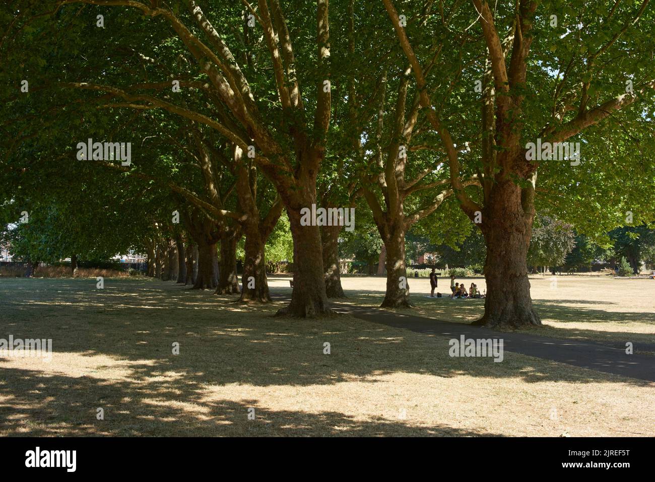 Avenue bordée d'arbres à Bruce Castle Park, Tottenham, dans le nord de Londres, au Royaume-Uni, pendant la vague de chaleur et la sécheresse d'août 2022 Banque D'Images