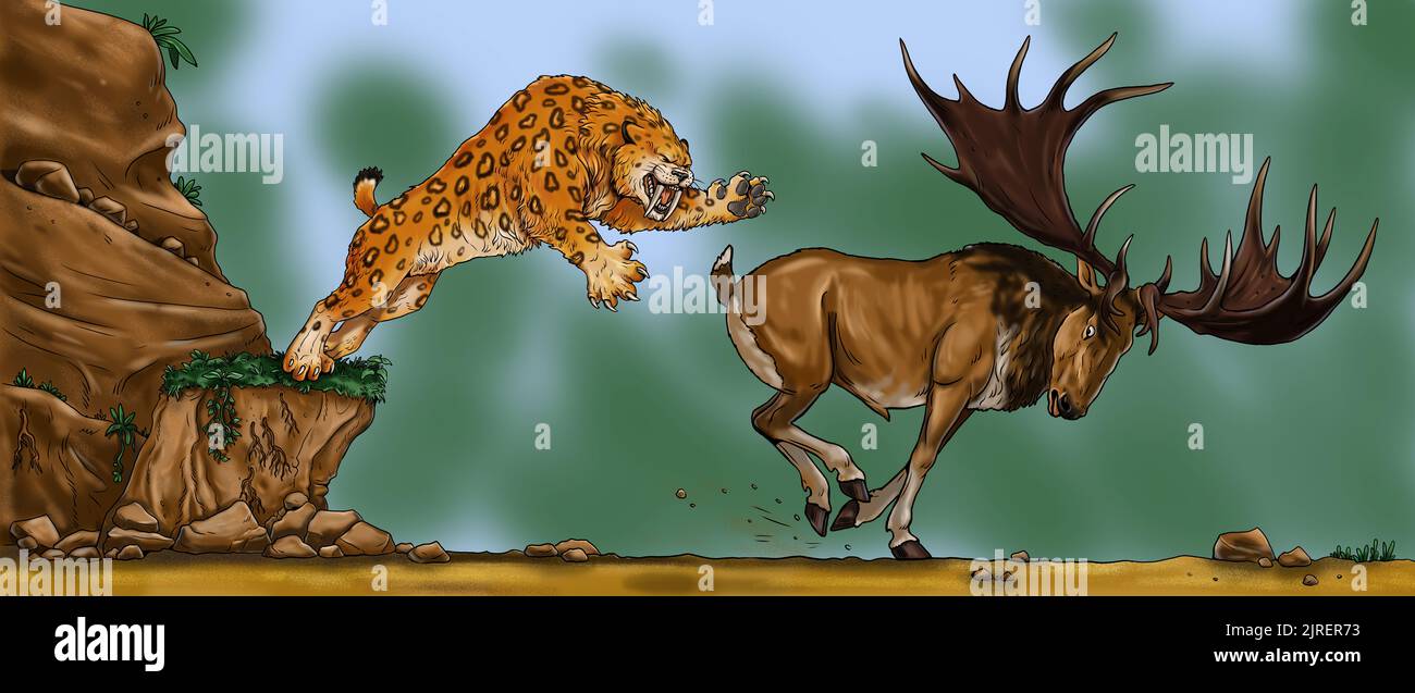 Sabre Tooth attaque les gigantesques mégaloceros de cerfs. Dessin avec des animaux éteints. Modèle pour livre de coloriage. Banque D'Images