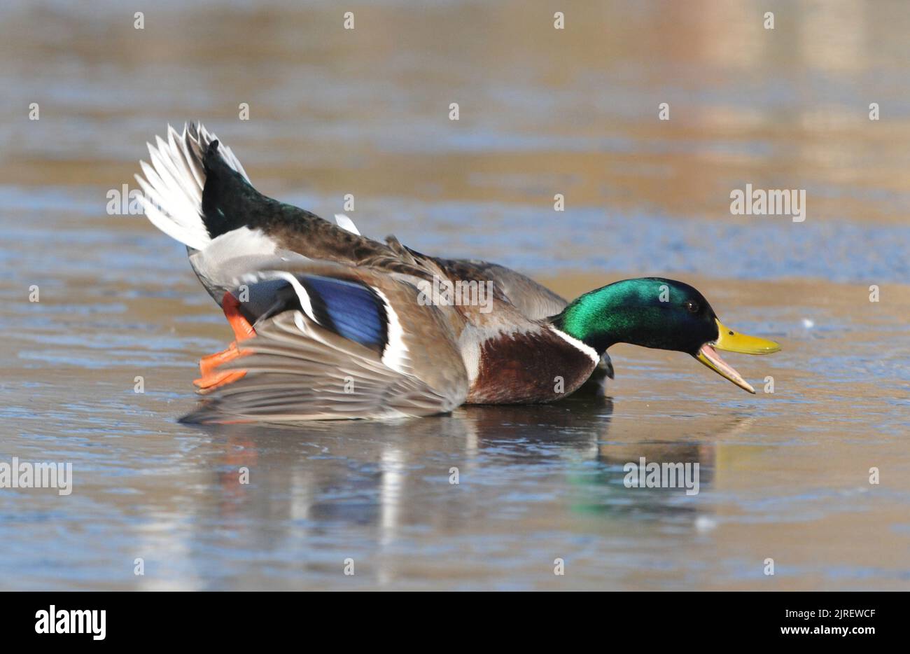 DANSE SUR GLACE . DES CANARDS COLVERTS GLISSENT SUR L'ÉTANG GELÉ À BAFFINS, PORTSMOUTH, HANTS. PHOTO MIKE WALKER, PHOTOS DE MIKE WALKER, 2012 Banque D'Images