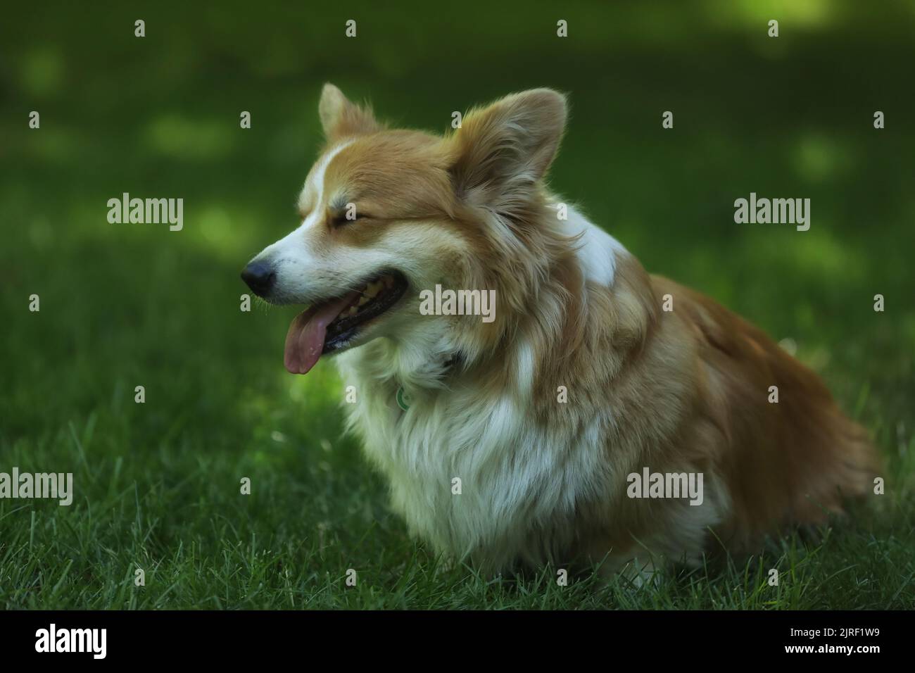 Corgi Pembroke gallois mignon sur l'herbe verte dans le parc Banque D'Images