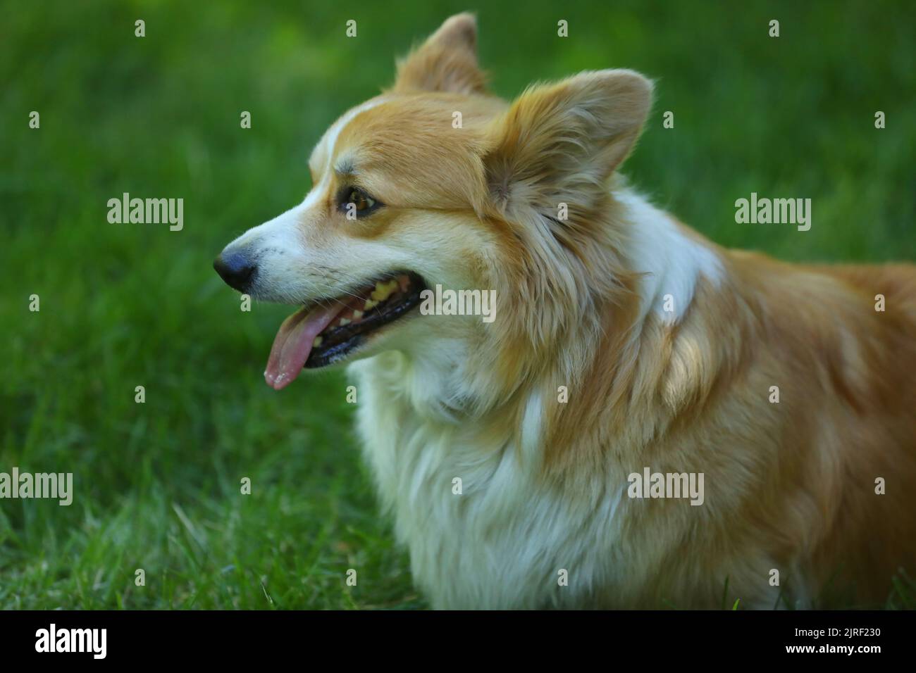 Corgi Pembroke gallois mignon sur l'herbe verte dans le parc Banque D'Images