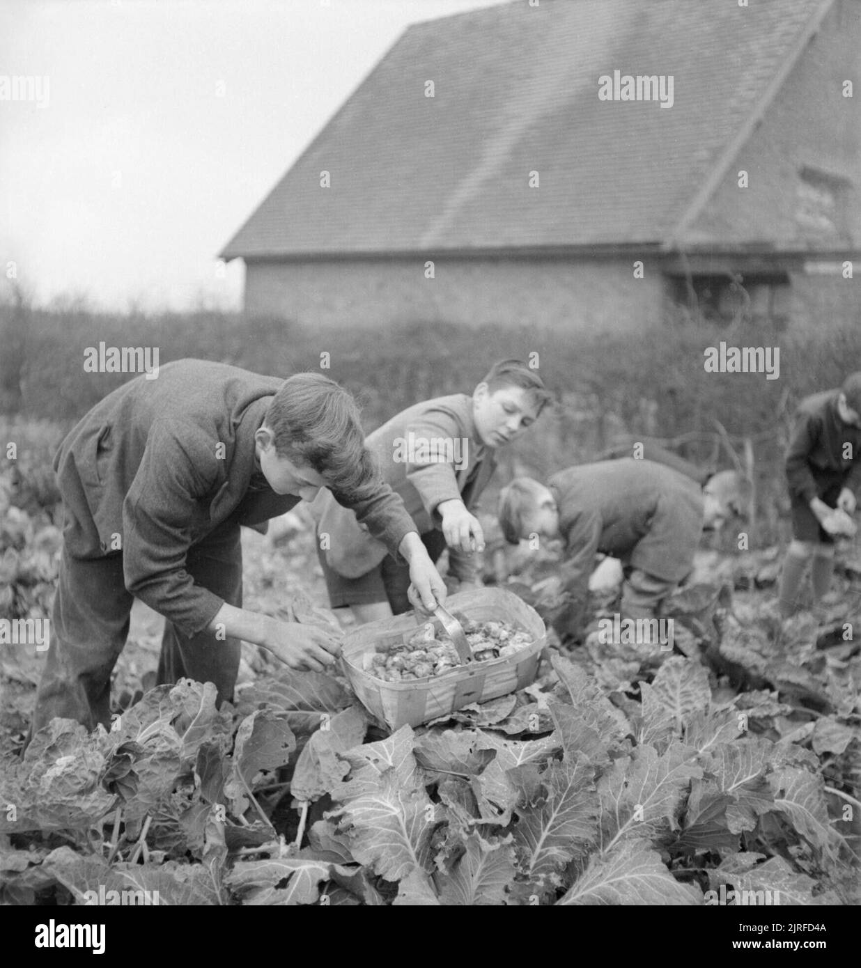 Jardins du Village des écoliers d'alimentation- La production alimentaire à Knighton-sur-teme, Worcestershire, Angleterre, RU, 1943 Les garçons de l'école choisir les légumes qu'ils ont pris dans le cadre de leurs cours à l'école locale à Knighton-on-time. Ces légumes, cultivés dans le jardin de l'école, fournira une partie du repas de midi aujourd'hui. Banque D'Images