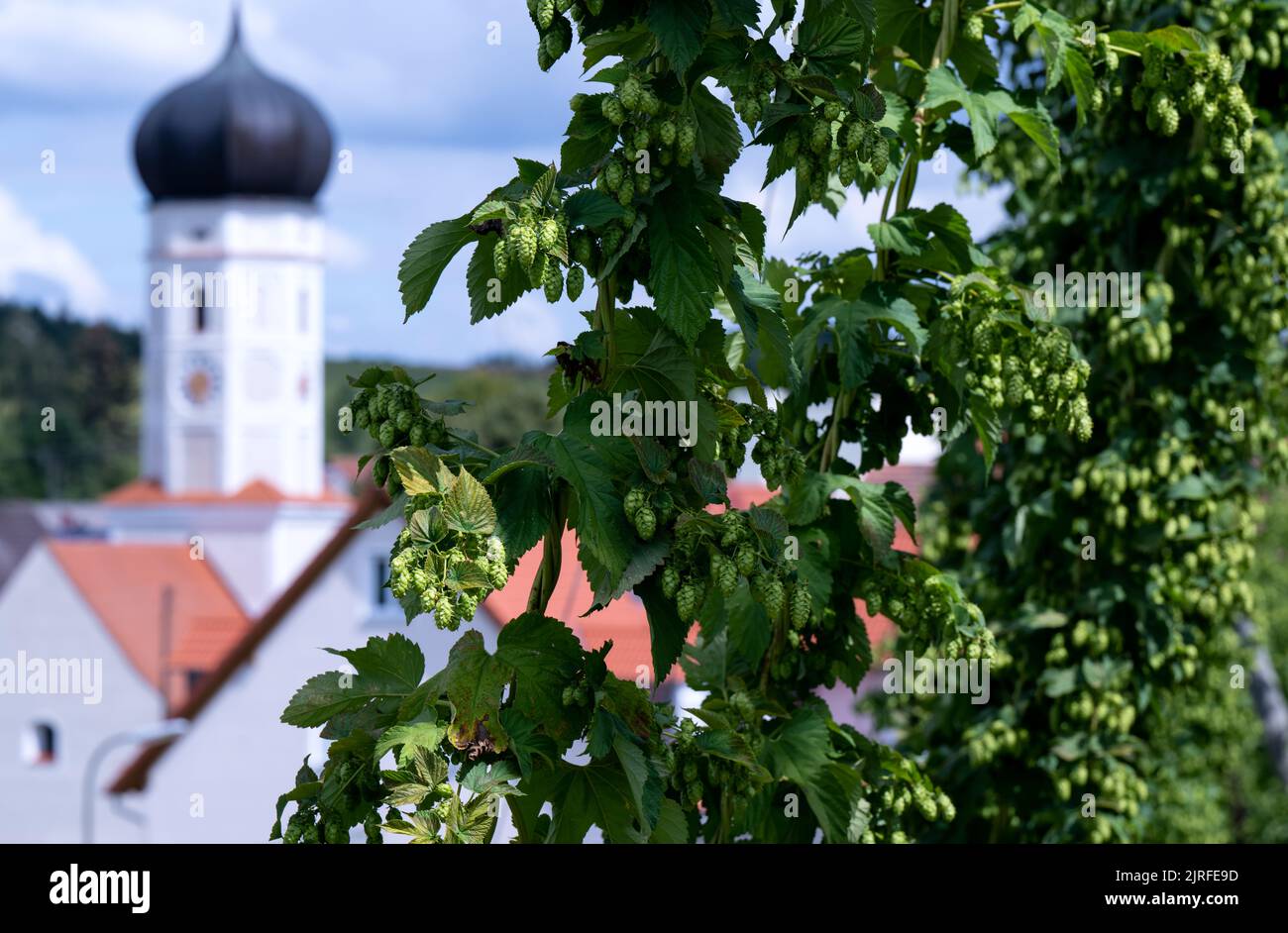 Wolnzach, Allemagne. 24th août 2022. Houblon croissant dans un champ. L'Association des producteurs allemands de houblon fournira une estimation de la récolte de 2022 houblon lors d'un point de presse sur 24.08.2022. Credit: Sven Hoppe/dpa/Alay Live News Banque D'Images