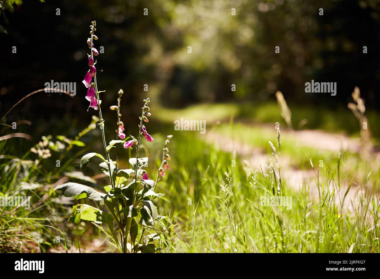 Un cliché sélectif de fleurs de rendgant sur le côté d'un sentier Banque D'Images