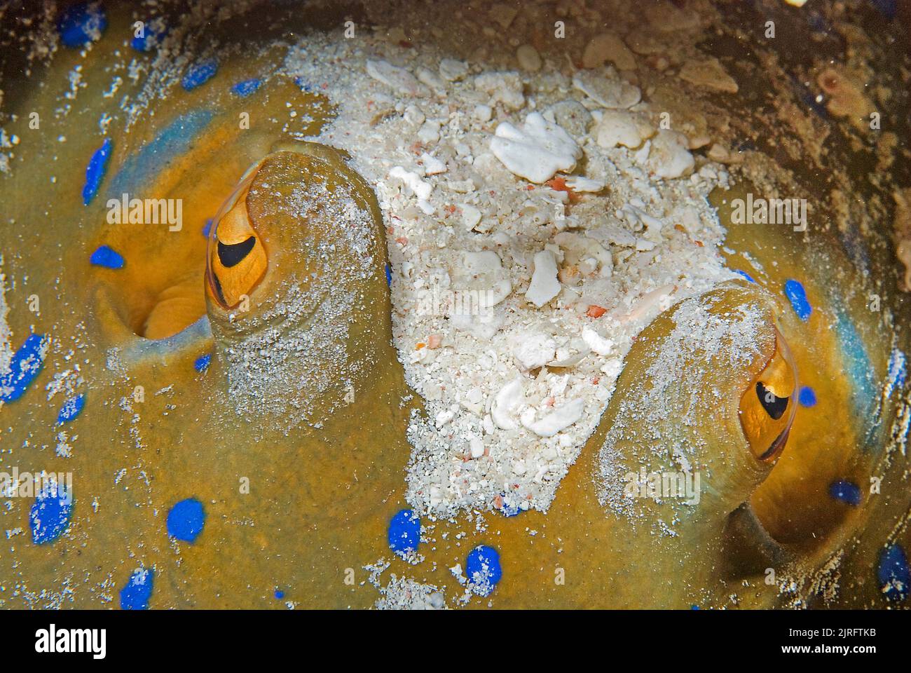 Stingray à pois bleus (Taeniura lymma), recouvert de sable de corail, Papouasie-Nouvelle-Guinée, océan Pacifique Banque D'Images