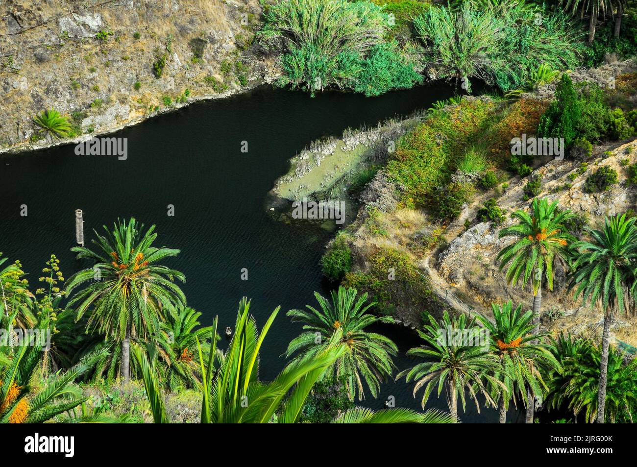 Palmier vert tropical et lac Black Water Banque D'Images