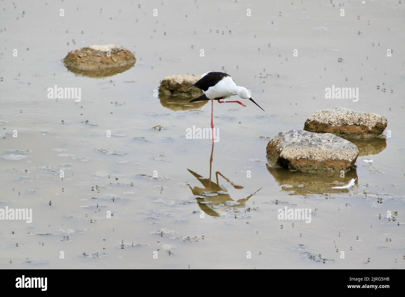 La vue en grand angle d'une cigogne orientale qui se pose dans l'eau par les pierres Banque D'Images