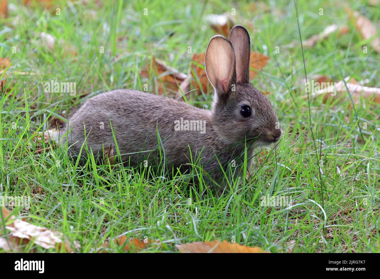 Un lapin européen sauvage juvénile (Oryctolagus cuniculus). Banque D'Images