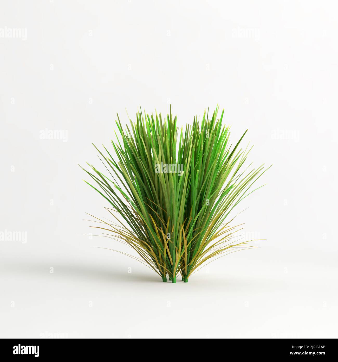 3D illustration de la douille de tuf de lime Lomandra isolée sur fond blanc Banque D'Images