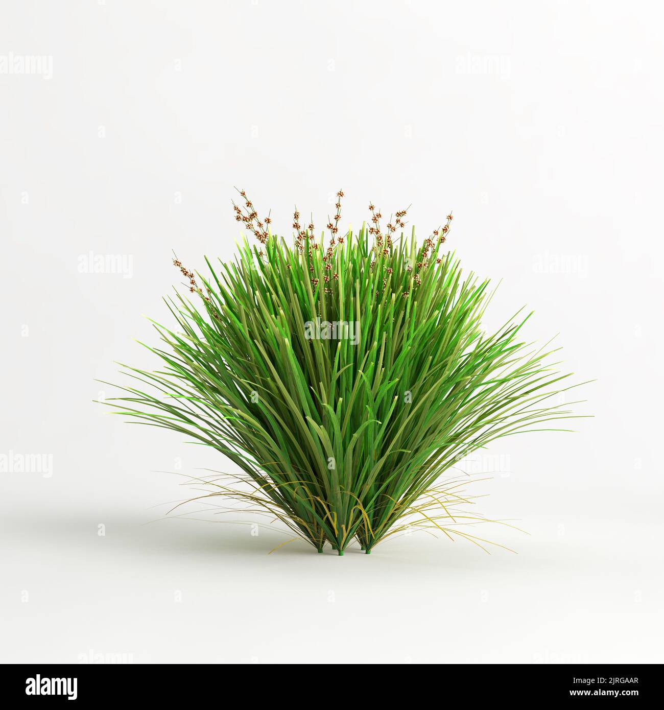 3D illustration de la douille de tuf de lime Lomandra isolée sur fond blanc Banque D'Images