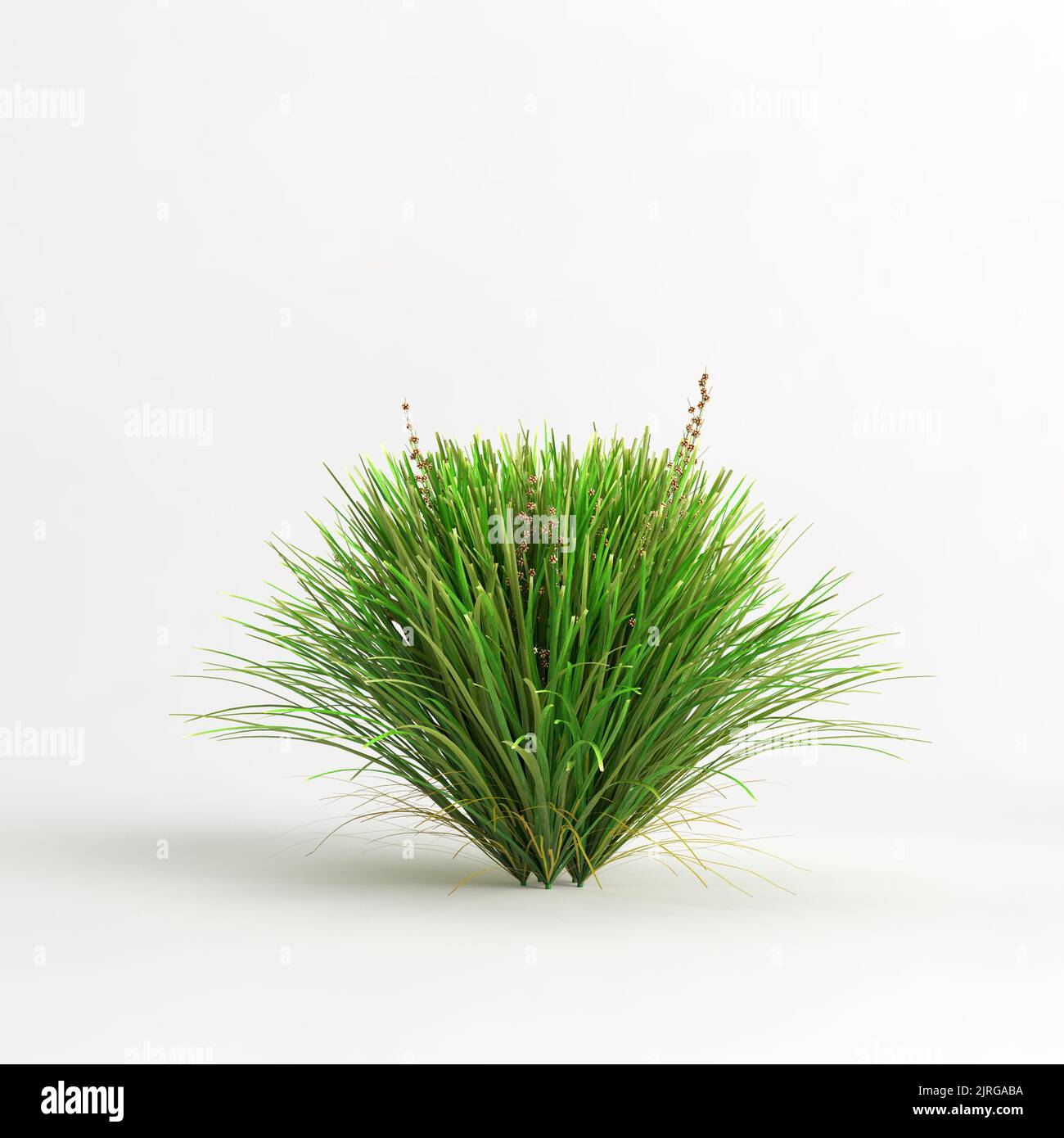 3D illustration de la douille de tuf de lime Lomandra isolée sur fond blanc Banque D'Images