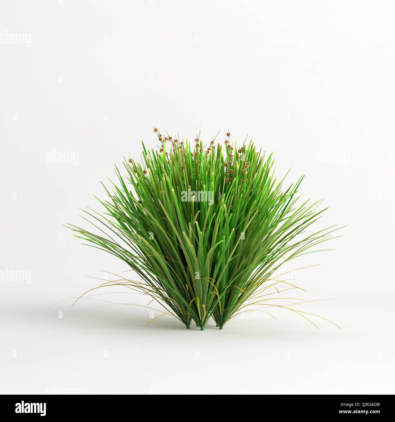 3D illustration de la douille de tuf de lime Lomandra isolée sur fond blanc Banque D'Images