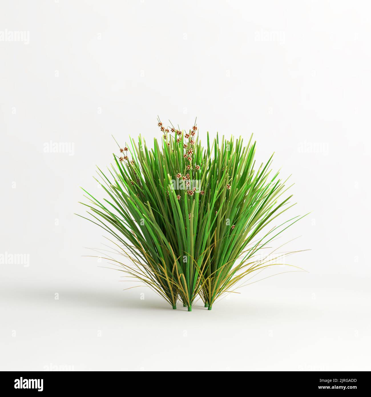 3D illustration de la douille de tuf de lime Lomandra isolée sur fond blanc Banque D'Images