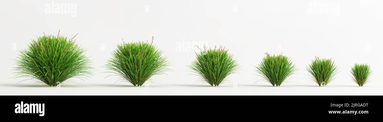 3D illustration de l'ensemble Lomandra lime Tuff bush isolé sur fond blanc Banque D'Images