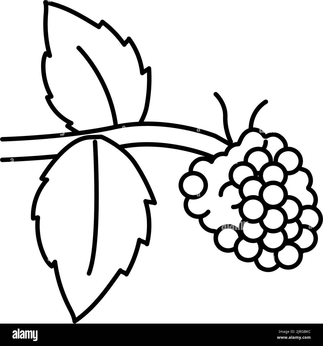 illustration vectorielle de l'icône de la gamme de fruits de framboise Illustration de Vecteur