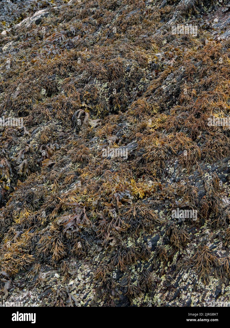 De nombreuses algues brunes poussent à la surface de la roche côtière. Arrière-plan. Banque D'Images