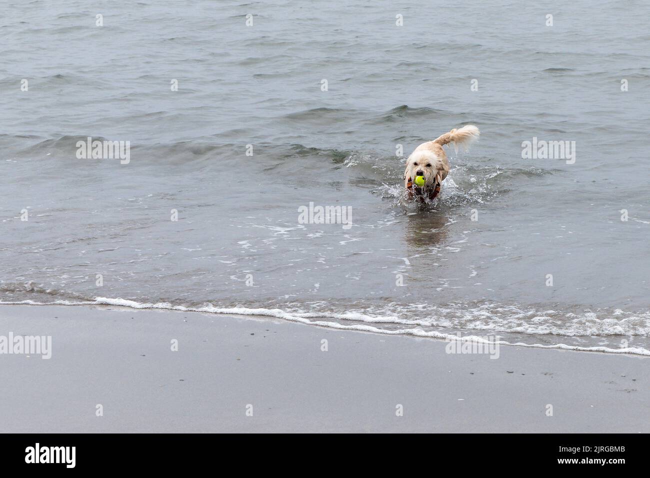 Un chien joyeux court le long de la mer en tenant une balle de tennis dans ses dents. Jouer avec un animal de compagnie. Chien humide sur la mer. Banque D'Images