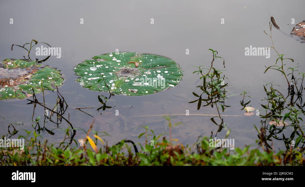 Les nénuphars et les mauvaises herbes coexistent naturellement dans cet étang de l'Arkansas. Les insectes, les grenouilles, les tortues et les poissons peuvent bénéficier de l'ombre et de la couverture fournies par la br Banque D'Images