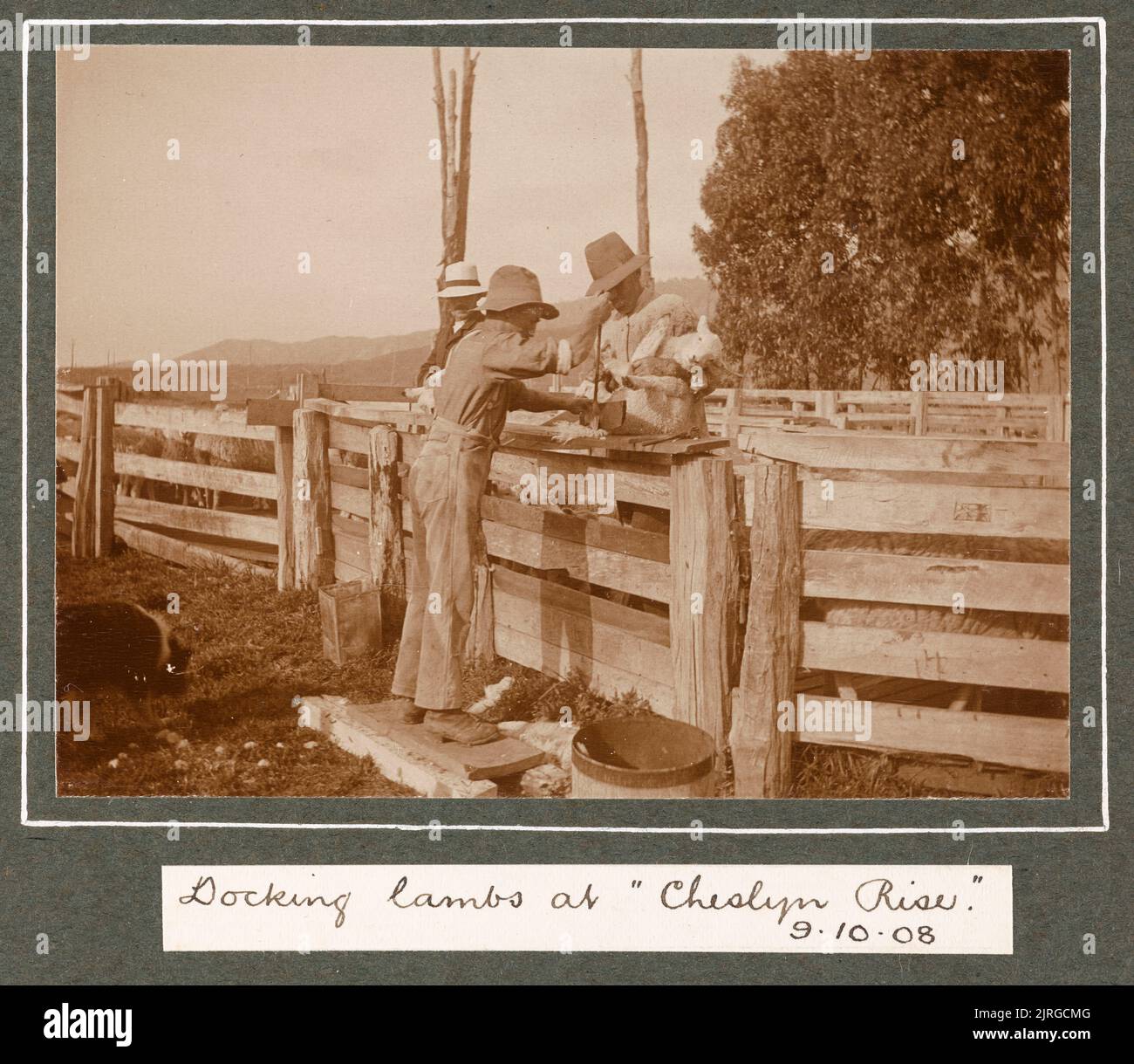 Accueil des agneaux à Cheslyn Rise, le 9 octobre 1908. Tirée de l'album: Family Photographs [1907-1909], 1908, Levin, par Leslie Adkin. Banque D'Images