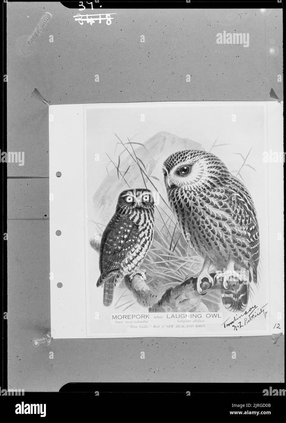 Morecochon (Ninox novaeseealandiae) et hibou riant (Sceloglaux albifacies), par Francis Ernest Tomlinson. Banque D'Images