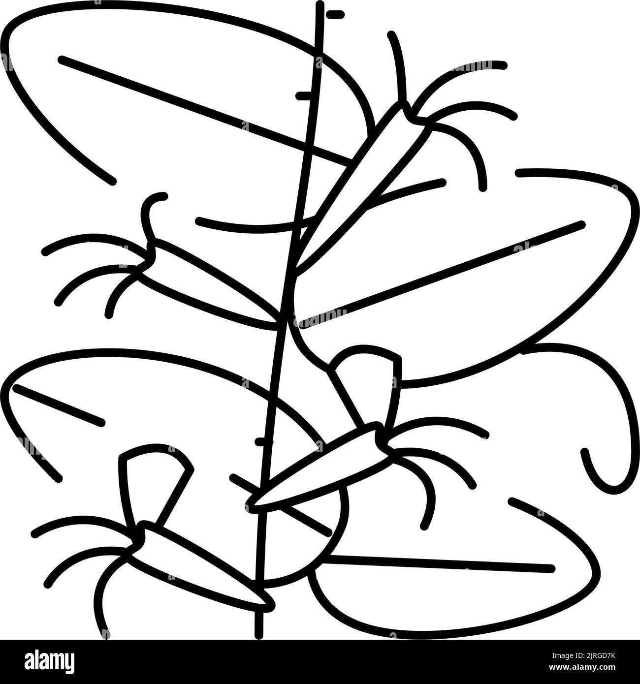 illustration vectorielle de l'icône de la ligne de chèvrefeuille japonaise Illustration de Vecteur