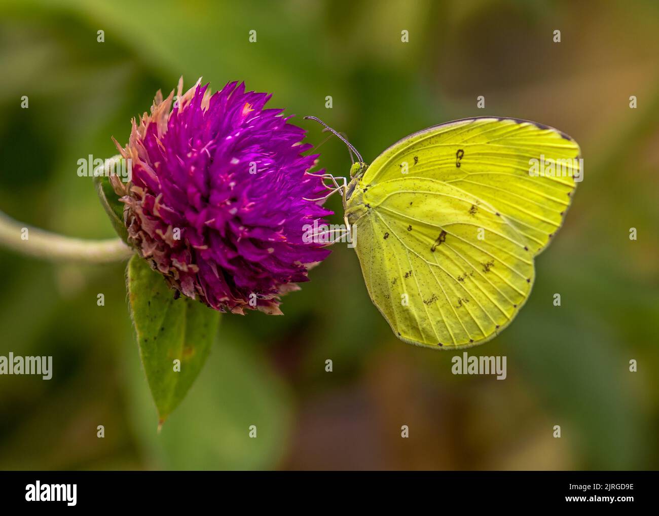 Un papillon jaune sur une fleur pourpre. Banque D'Images