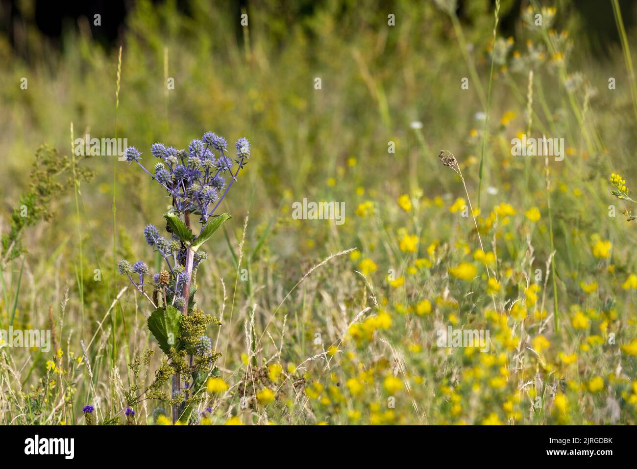 Herbes de fleurs curatives bleues et lilas sur un champ vert d'été Banque D'Images