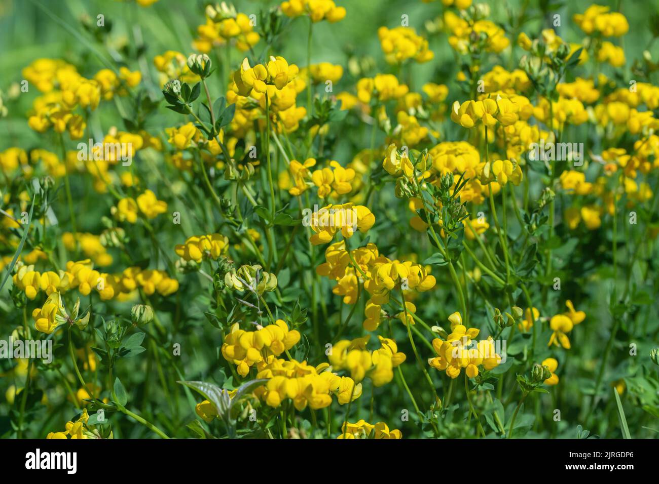 Huile de trèfle (Lotus corniculatus). Banque D'Images