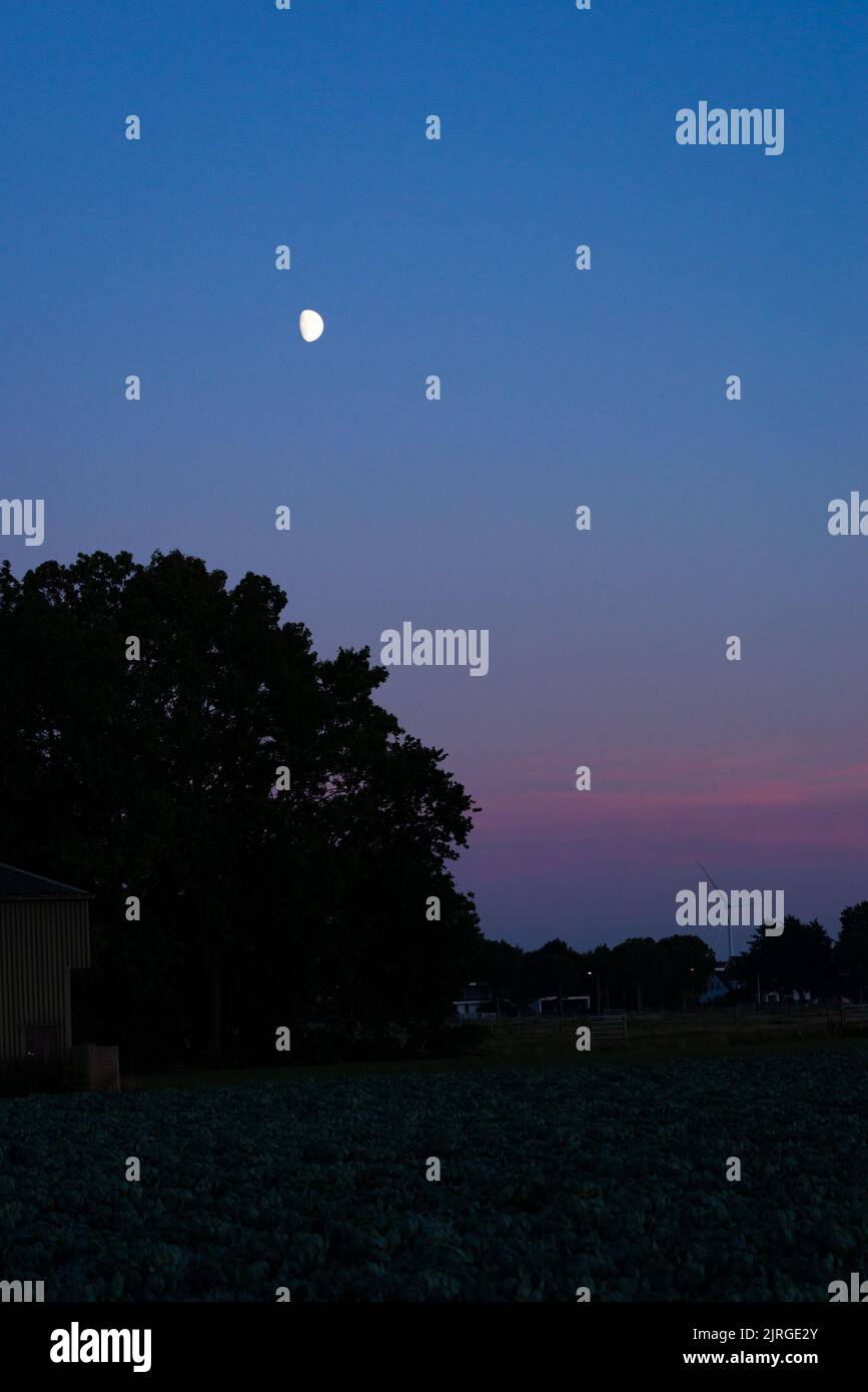 Pleine lune sur les arbres dans le paysage hollandais pendant la soi-disant heure bleue Banque D'Images