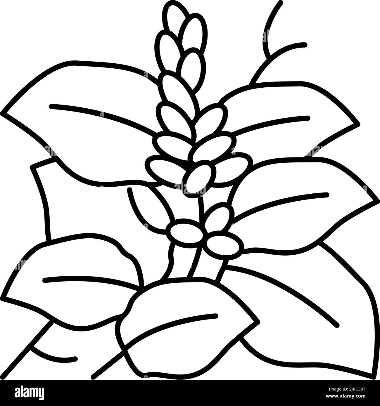 illustration vectorielle de l'icône de ligne de plante kudzu Illustration de Vecteur