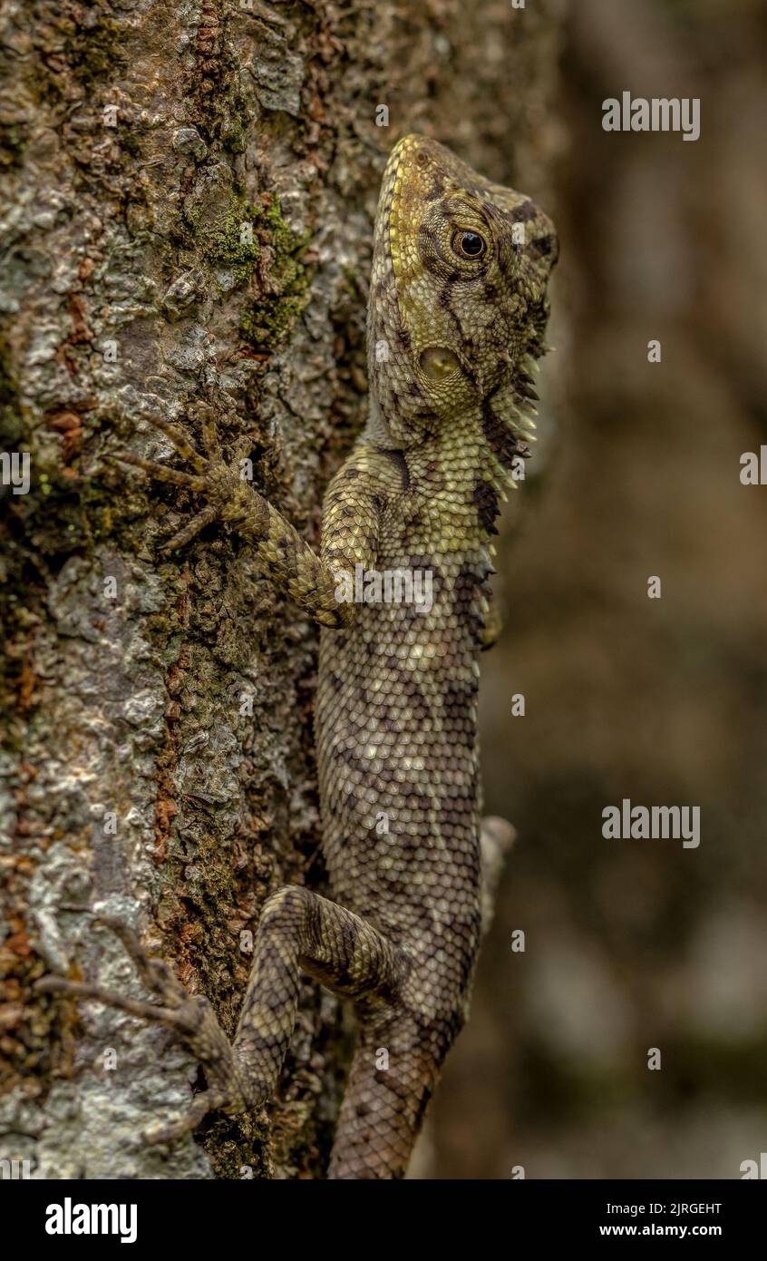 Un lézard très bien camouflé sur un arbre. Banque D'Images