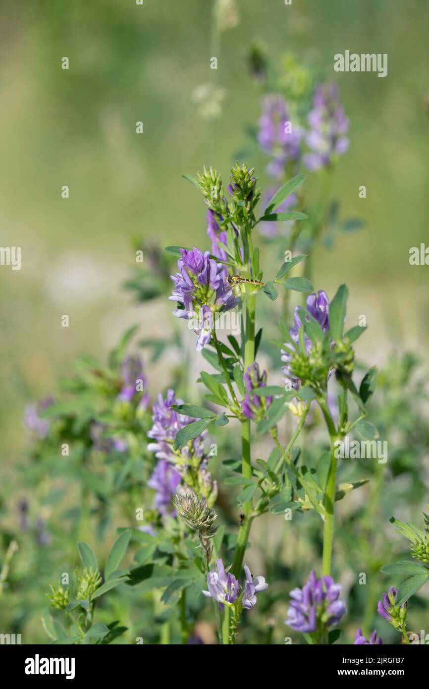 Luzerne pourpre (Medicago sativa). Banque D'Images